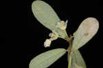 Florida leaf-flower